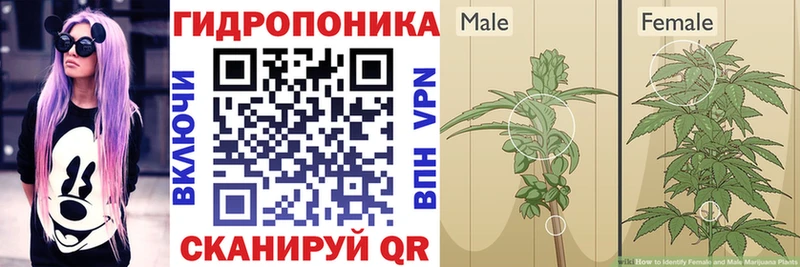 Бошки Шишки семена  что такое   Слободской 